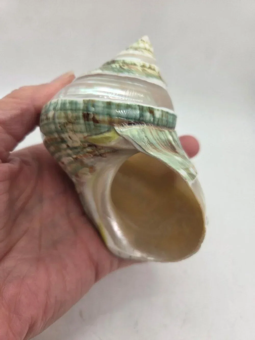 VTG Jade Green Banded Turbo Shell Pearl Polished Seashell 5